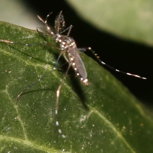 Asiatische Tigermücke — Bild 3