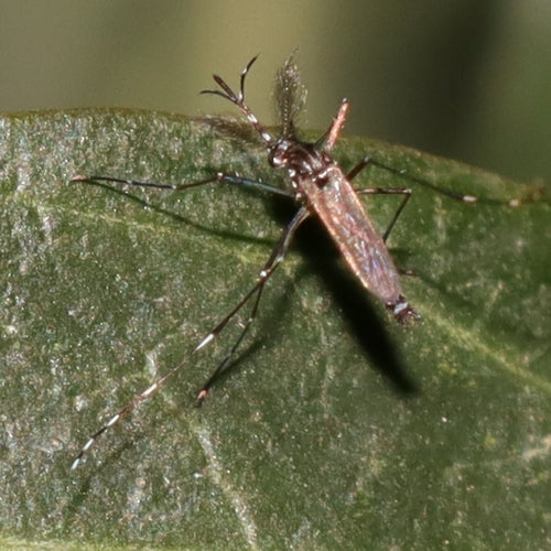 Asiatische Tigermücke — Bild 2