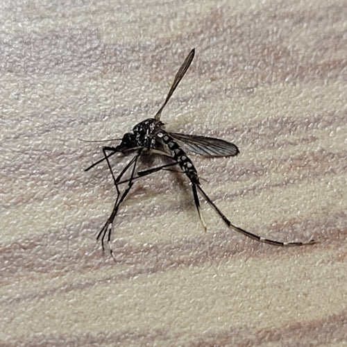 Asiatische Tigermücke — Bild 3