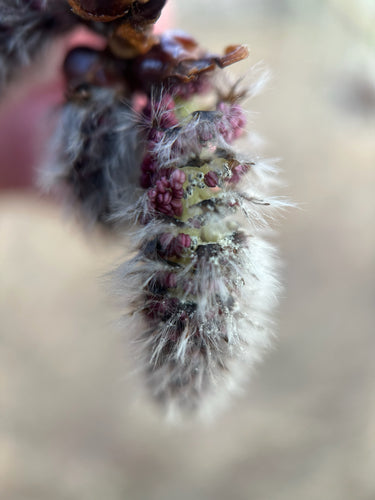 Aspe — Bild 5