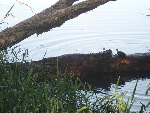 Australisches Süßwasserkrokodil — Bild 2