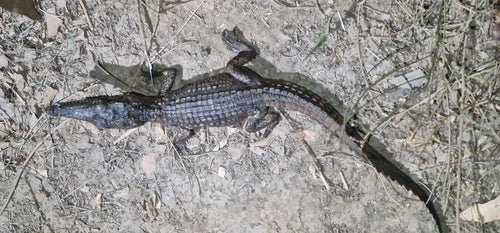Australisches Süßwasserkrokodil — Bild 4
