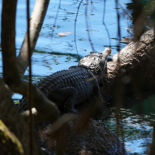 Australisches Süßwasserkrokodil — Bild 3