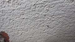 Schwarzgraue Wegameise