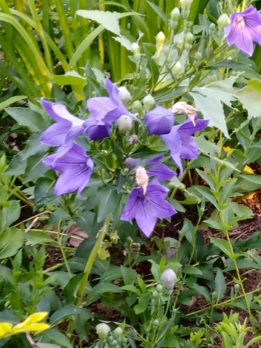 Ballonblume — Bild 2