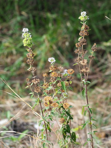 Bartblume — Bild 2