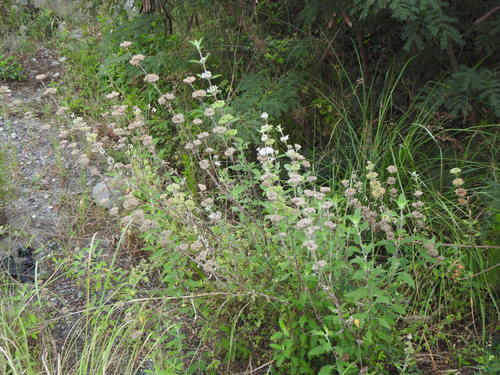 Bartblume — Bild 4