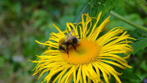 Baumhummel — Bild 4