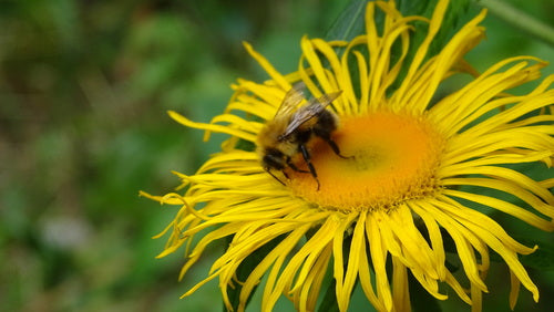 Baumhummel — Bild 3
