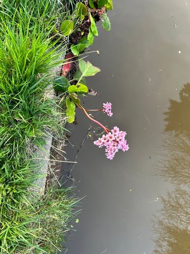 Bergenie — Bild 3