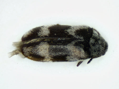 Berlinkäfer — Bild 2