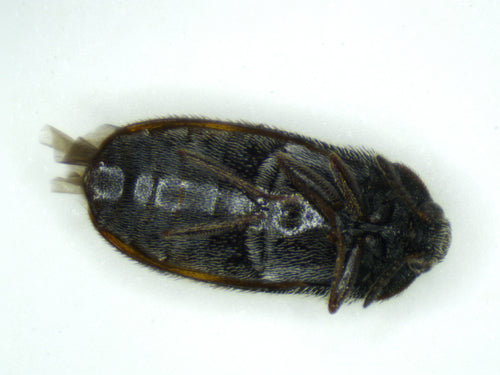 Berlinkäfer — Bild 1