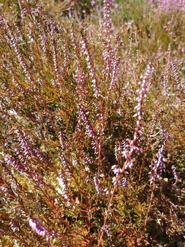 Besenheide — Bild 1