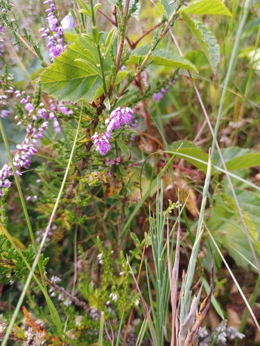 Besenheide — Bild 3