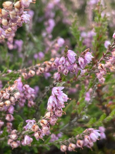 Besenheide — Bild 5