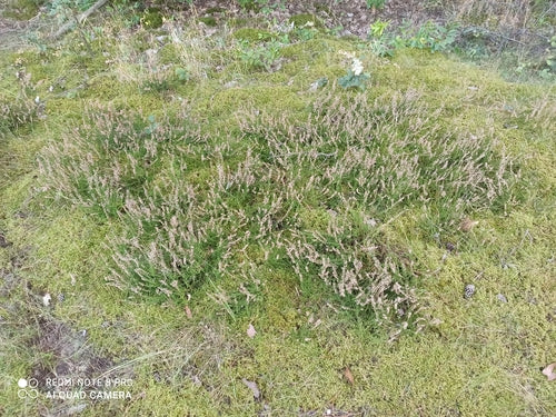 Besenheide — Bild 2