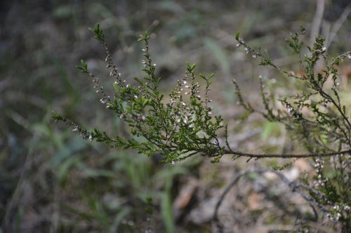 Besenheide — Bild 4
