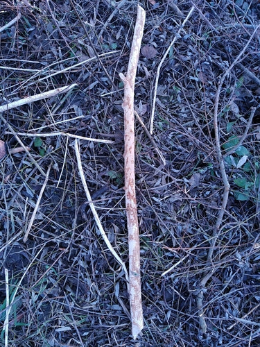 Biber — Bild 2