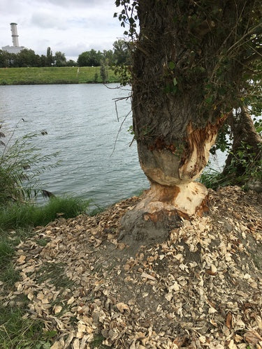 Biber — Bild 2