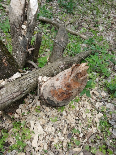 Biber — Bild 3