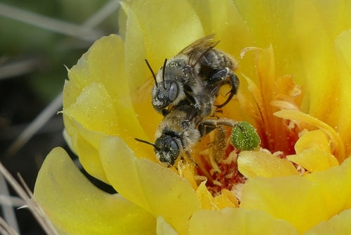 Bienen — Bild 3
