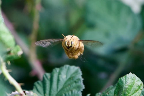 Bienen — Bild 1