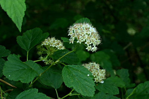 Blasenspiere — Bild 5