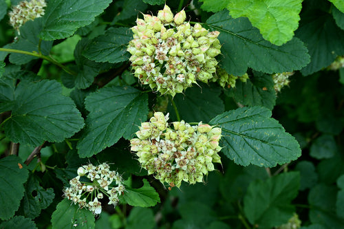 Blasenspiere — Bild 4