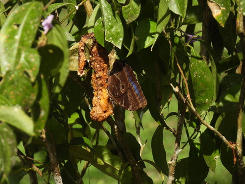 Blauer Morphofalter — Bild 5