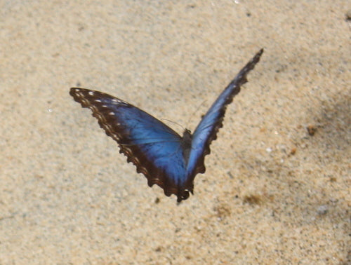 Blauer Morphofalter — Bild 4