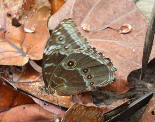 Blauer Morphofalter — Bild 3