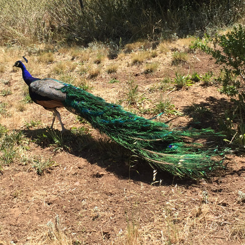 Blauer Pfau — Bild 5
