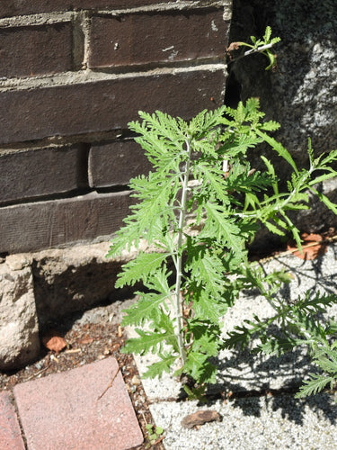Blauraute — Bild 3