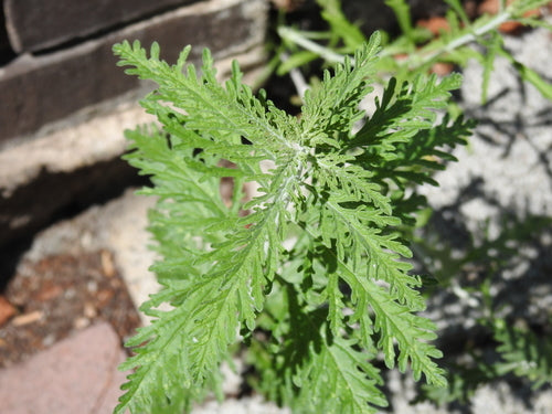 Blauraute — Bild 2