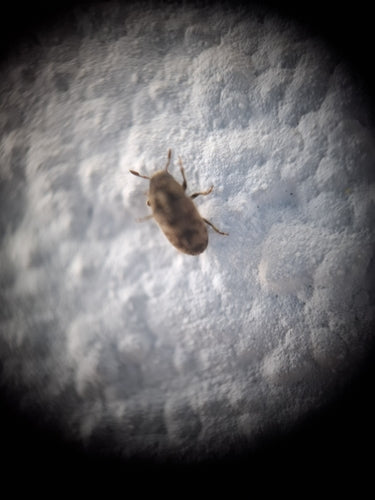 Borkenkäfer Scolytina — Bild 3