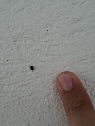 Borkenkäfer Scolytina — Bild 2