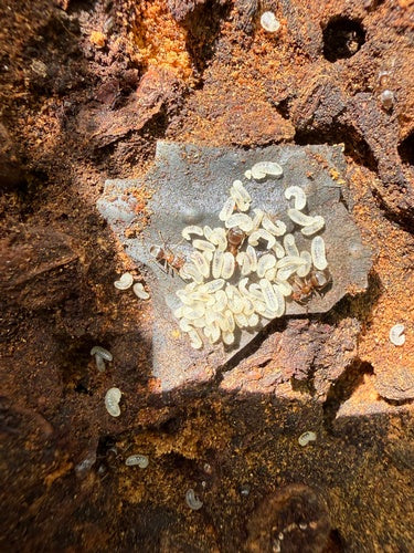 Braune Holzameise — Bild 1