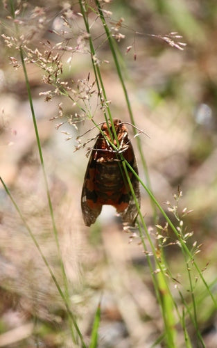 Brauner Bär — Bild 5