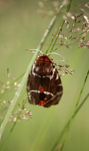 Brauner Bär — Bild 4