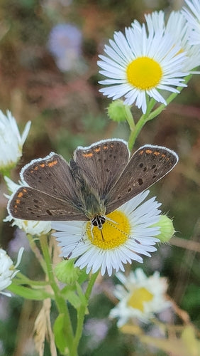 Brauner Feuerfalter — Bild 2