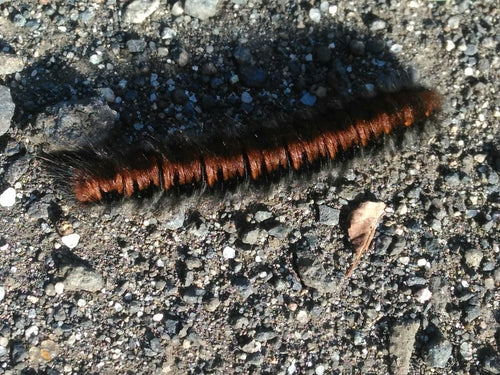Brombeerspinner — Bild 3