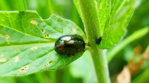 Bronzefarbener Blattkäfer — Bild 3