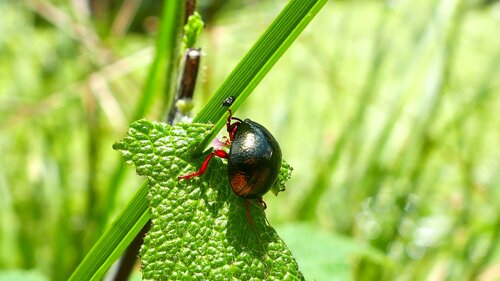 Bronzefarbener Blattkäfer — Bild 2