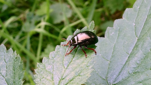 Bronzefarbener Blattkäfer — Bild 5