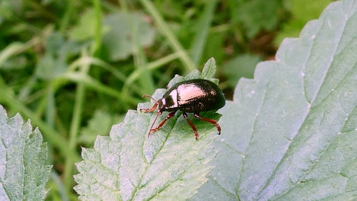 Bronzefarbener Blattkäfer — Bild 4