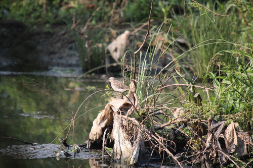 Bruchwasserläufer — Bild 5