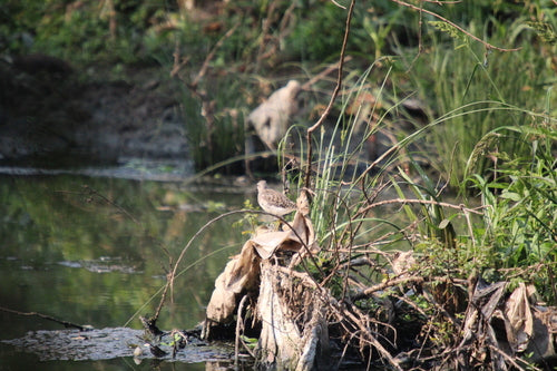 Bruchwasserläufer — Bild 4