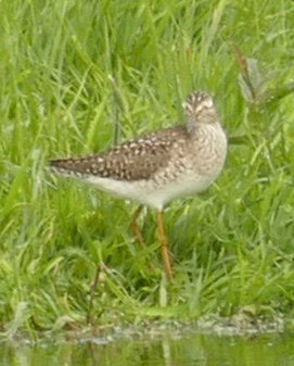 Bruchwasserläufer — Bild 3