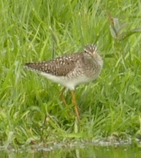 Bruchwasserläufer — Bild 2