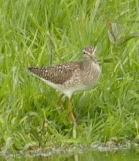 Bruchwasserläufer — Bild 1
